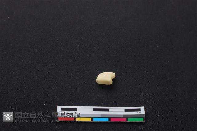 梅花鹿骨藏品圖，第3張
