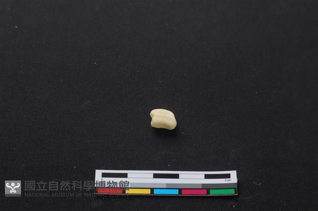 梅花鹿骨藏品圖，第3張