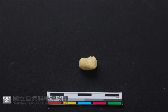 梅花鹿骨藏品圖，第3張