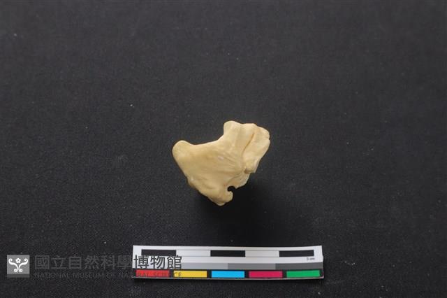 梅花鹿骨藏品圖，第3張