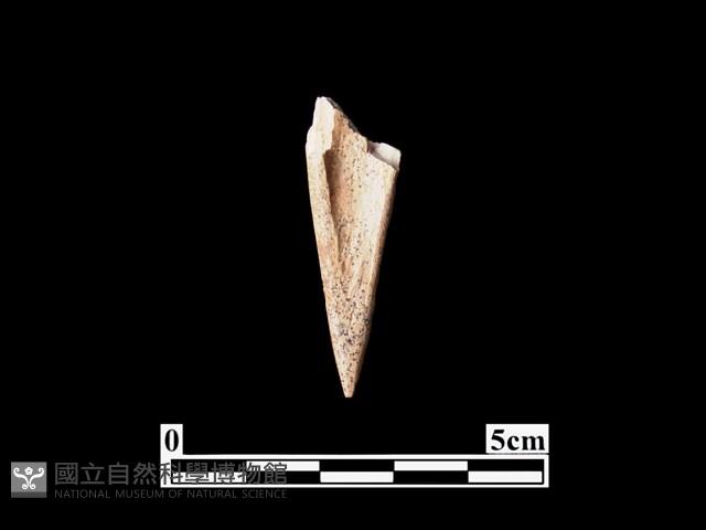 骨鏃藏品圖，第2張