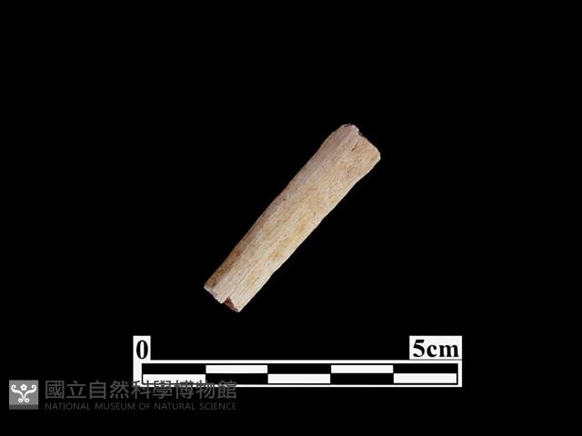 骨器藏品圖，第2張