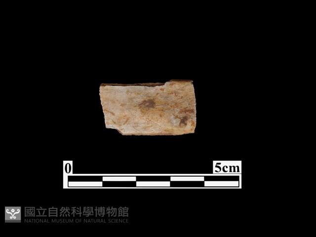 骨器藏品圖，第2張