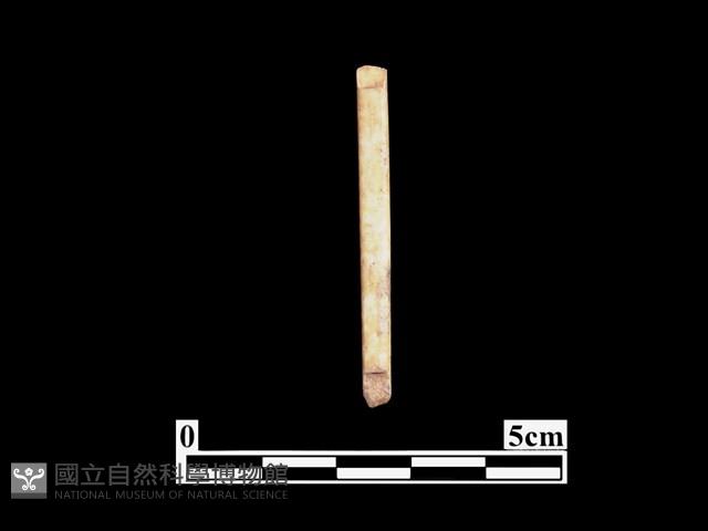 骨針藏品圖，第2張