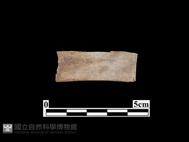 骨器藏品圖，第2張
