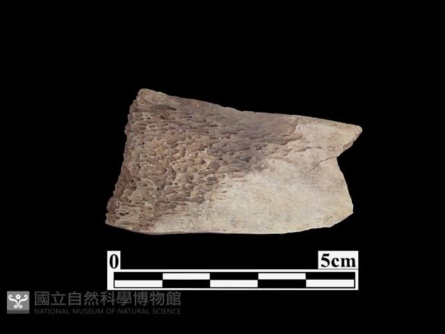 骨器藏品圖，第2張