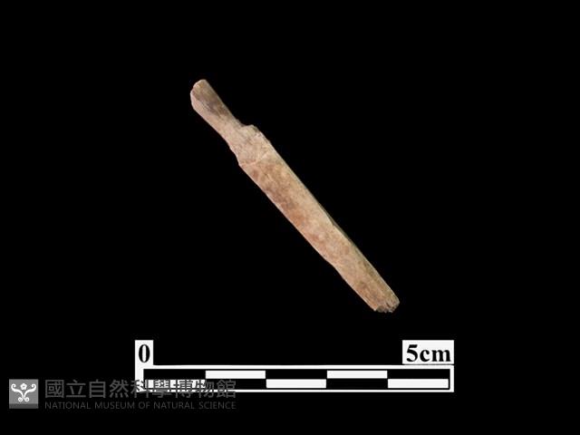 骨鏃藏品圖，第2張