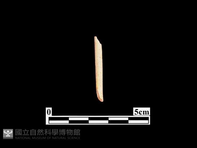 骨針藏品圖，第2張