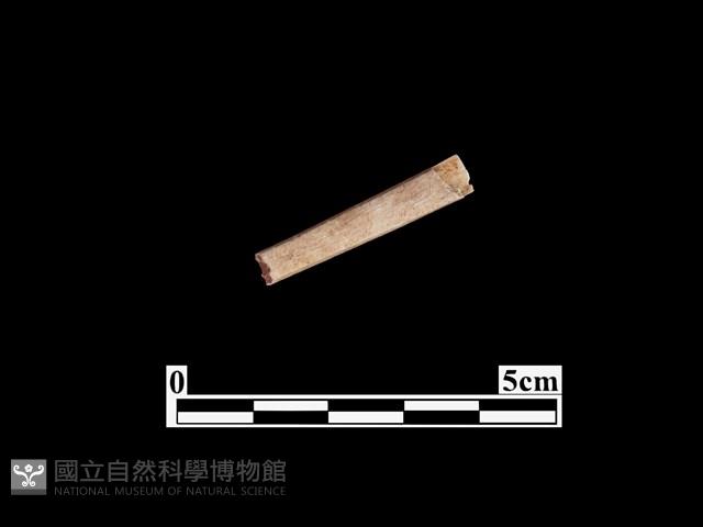 骨器藏品圖，第2張