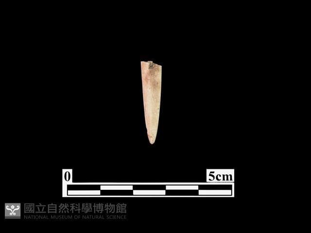 骨鏃藏品圖，第2張