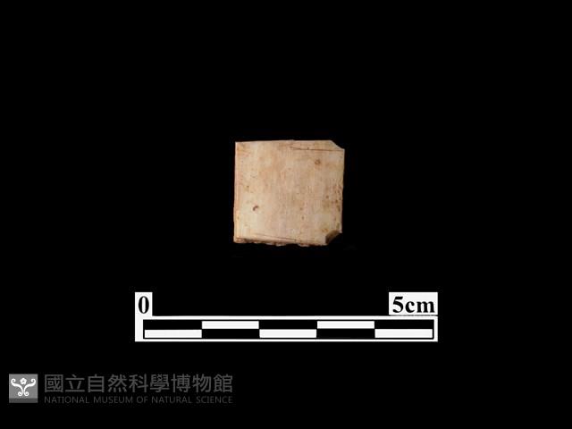 骨器藏品圖，第2張