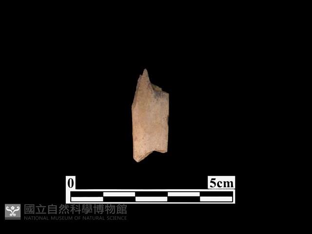 骨器藏品圖，第2張