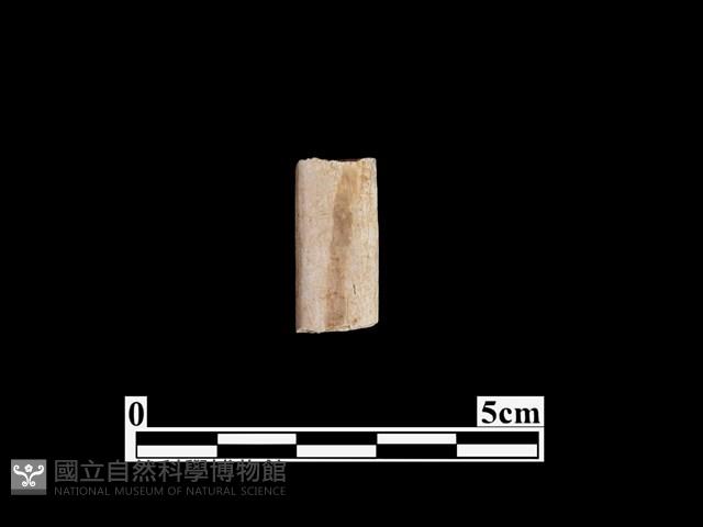 骨器藏品圖，第2張