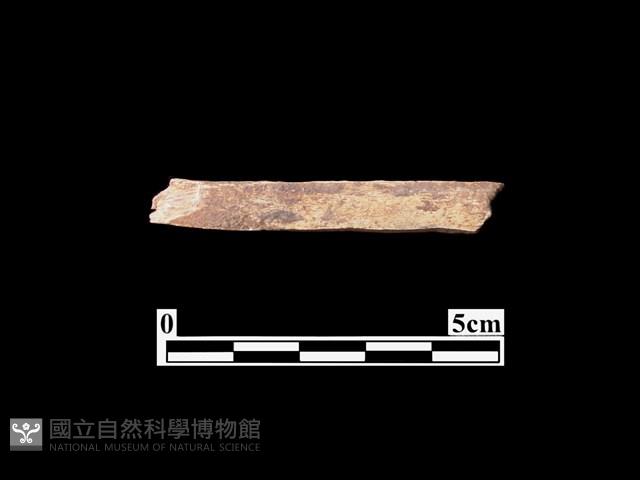 骨器藏品圖，第2張