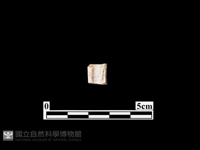 骨器藏品圖，第2張