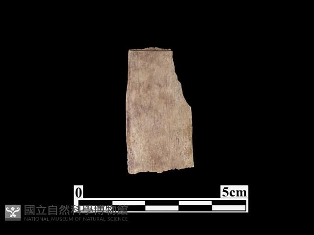 骨器藏品圖，第2張