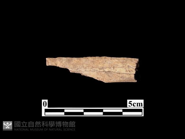 骨器藏品圖，第2張