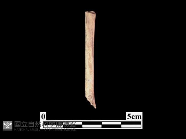 骨器藏品圖，第2張