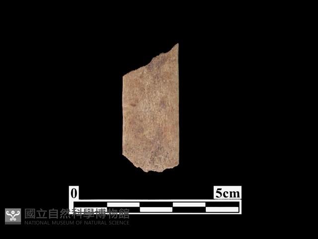 骨器藏品圖，第2張