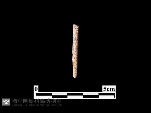 骨針藏品圖，第2張