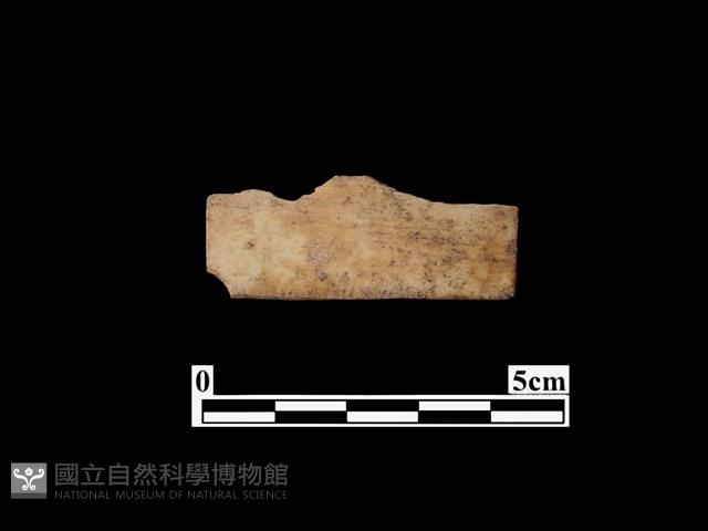 骨器藏品圖，第2張