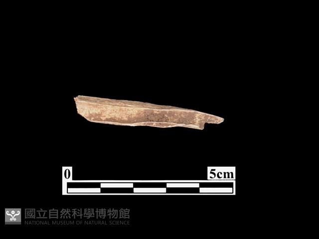骨器藏品圖，第2張