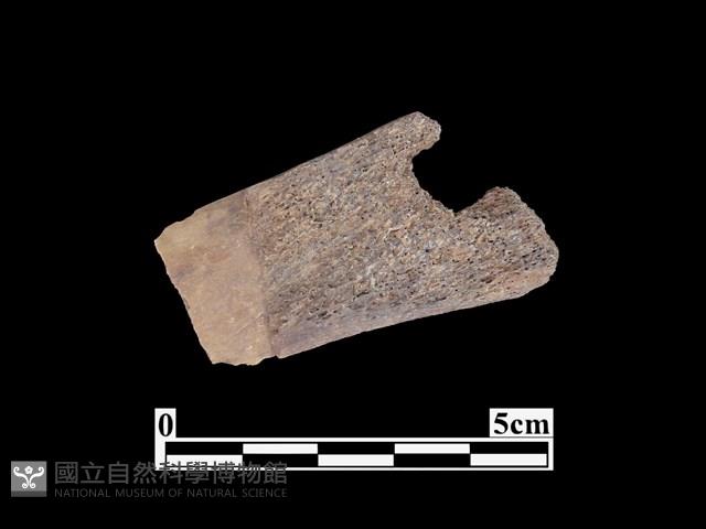 骨器藏品圖，第2張