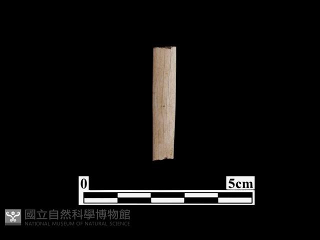 骨器藏品圖，第2張