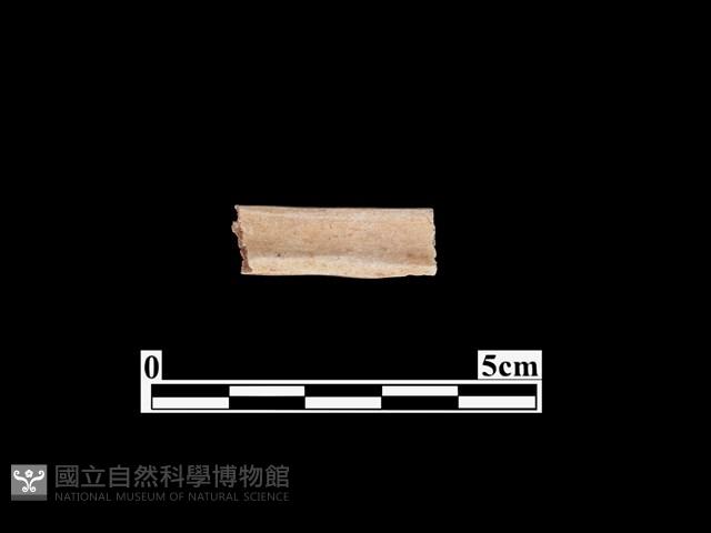 骨器藏品圖，第2張