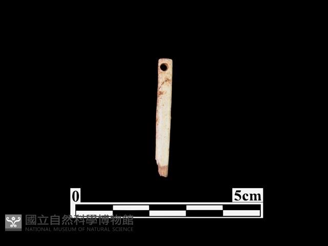 骨針藏品圖，第2張