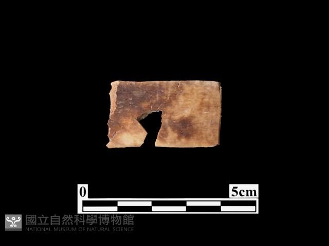 骨器藏品圖，第2張