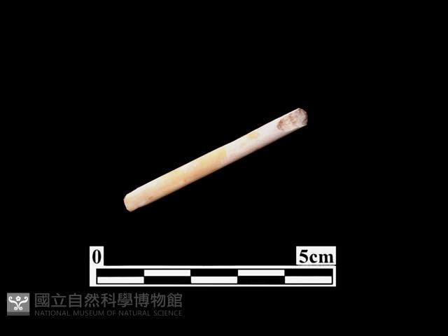 骨針藏品圖，第2張