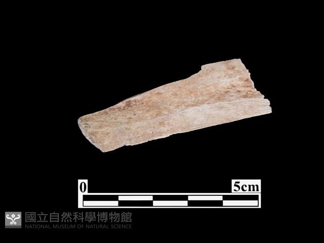 骨器藏品圖，第2張