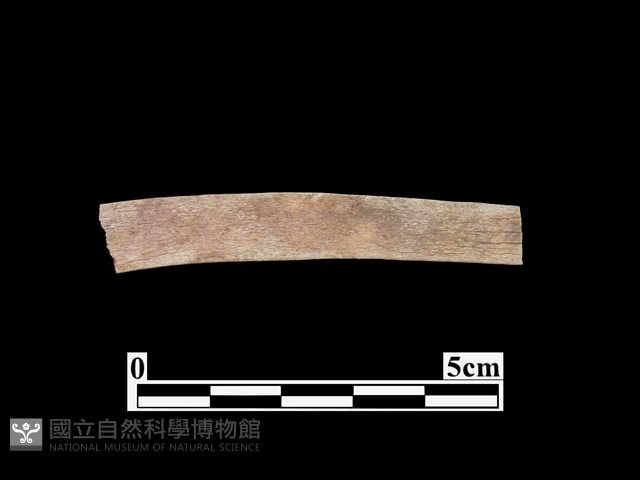 骨器藏品圖，第2張