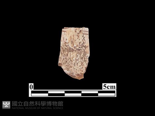 骨器藏品圖，第2張