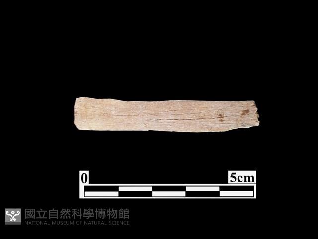 骨器藏品圖，第2張