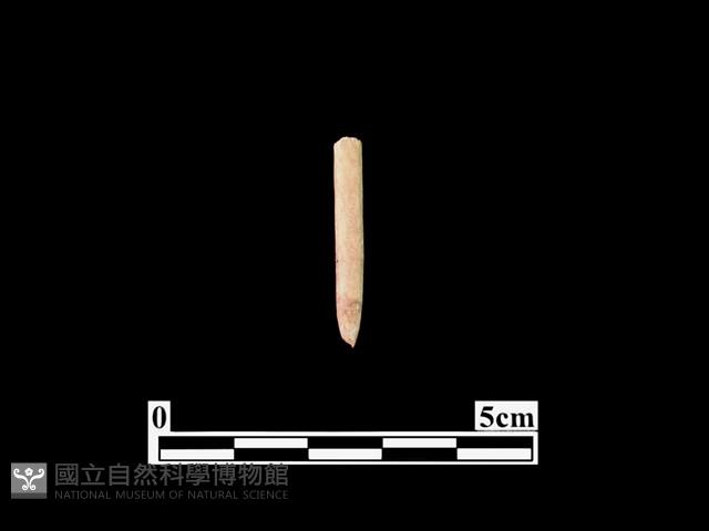 骨針藏品圖，第1張