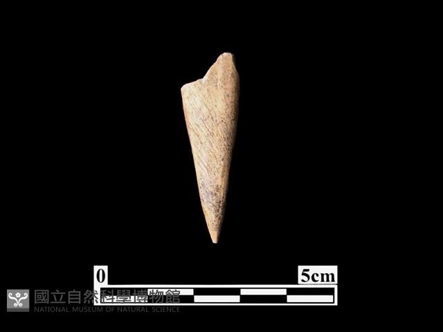 骨鏃藏品圖，第1張