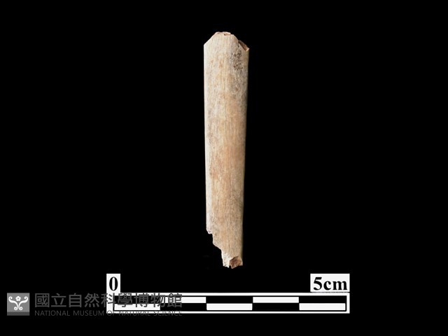 骨器藏品圖，第1張