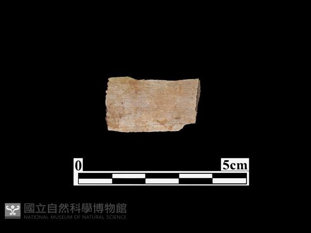 骨器藏品圖，第1張