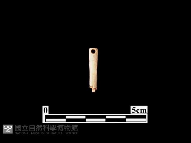 骨針藏品圖，第1張