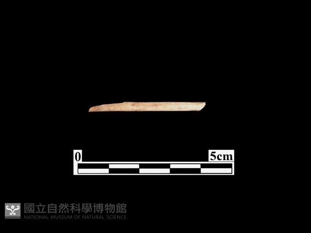 骨器藏品圖，第1張