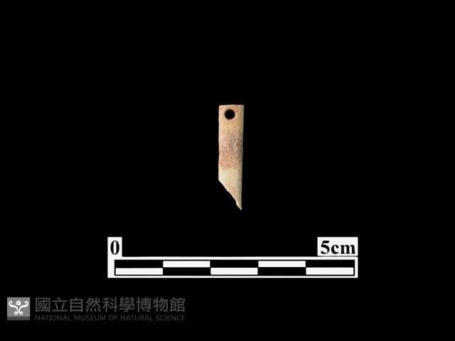 骨針藏品圖，第1張