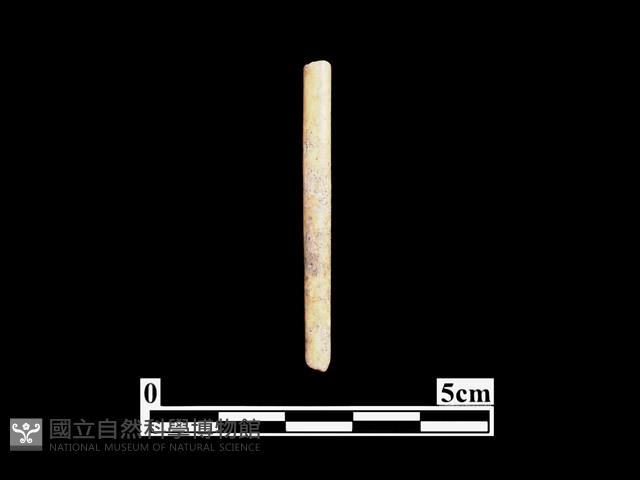 骨針藏品圖，第1張