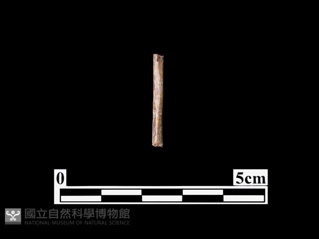 骨器藏品圖，第1張