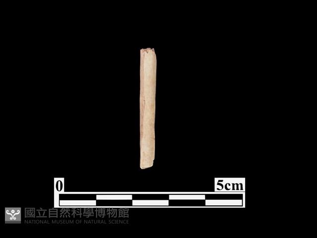 骨器藏品圖，第1張