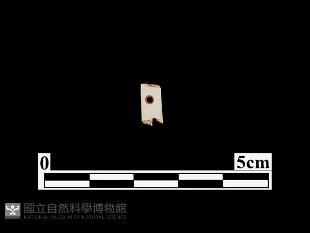 骨針藏品圖，第1張