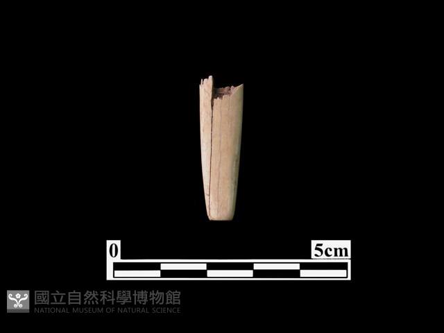 骨器藏品圖，第1張