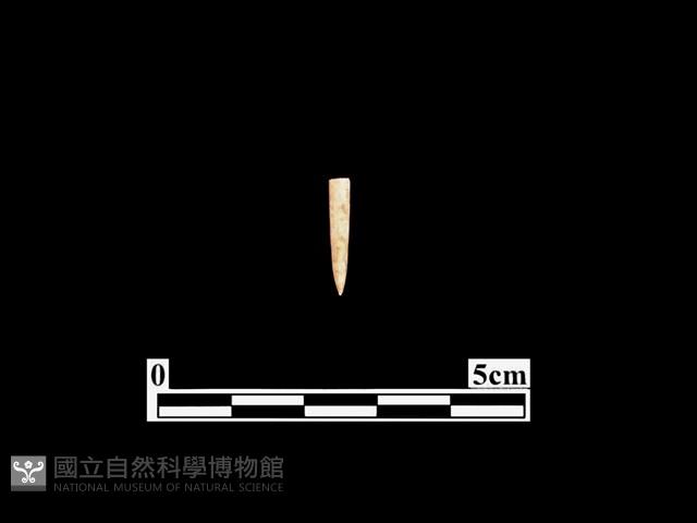 骨針藏品圖，第1張