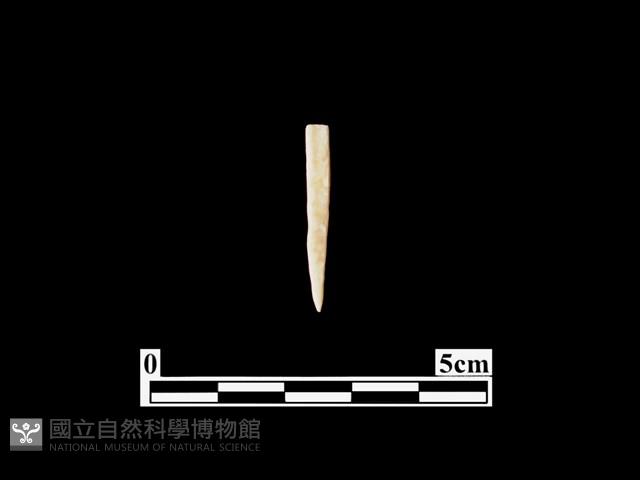 骨針藏品圖，第1張